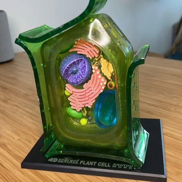 Plant Cell Model by 4D Science - Picture 5 of 6